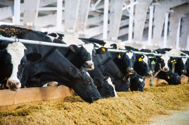 bir çiftlikte inekler. süt inekleri