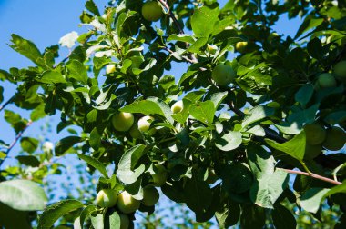Güneşli bir yaz bahçede erik ağacı