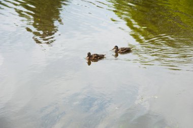 Bir yaz gün suda ördek ailesi