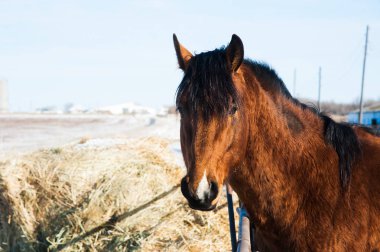 Atların kışın çiftlikte