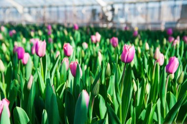 İlkbahar lale tarlası sahnesi. Tarım sektörü sera tohumu baharı.