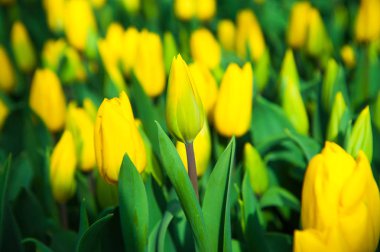İlkbahar lale tarlası sahnesi. Tarım sektörü sera tohumu baharı.