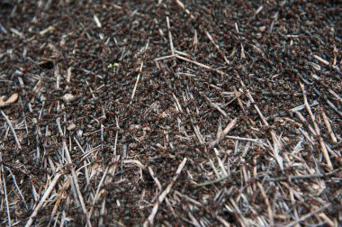 Kızıl Orman Karıncaları yakın plan. Kırmızı karınca kolonisinin arka planı.