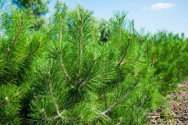 Tree Farm Nursery Plantation Young Forest Grow — Stock Photo, Image