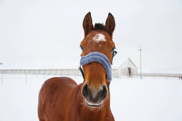 Лошади на ферме зимой — стоковое фото