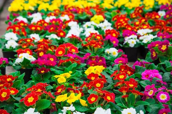 Rows Colorful Primulas Greenhouse Agribusiness Greenhouse Seedling Spring — Stock Photo, Image