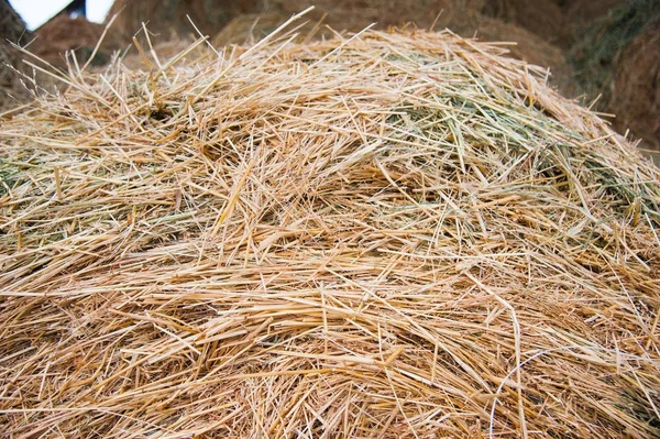 Hay Storage Shed Full Bales Hay Farm — Stock Photo, Image