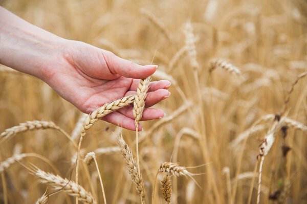 Руки касаются золотого пшеничного поля, фермер наслаждается большим урожаем
