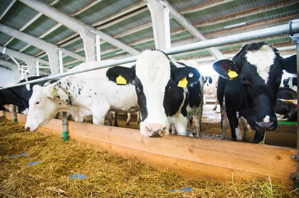 농장에서 소입니다. 젖소 — 스톡 사진
