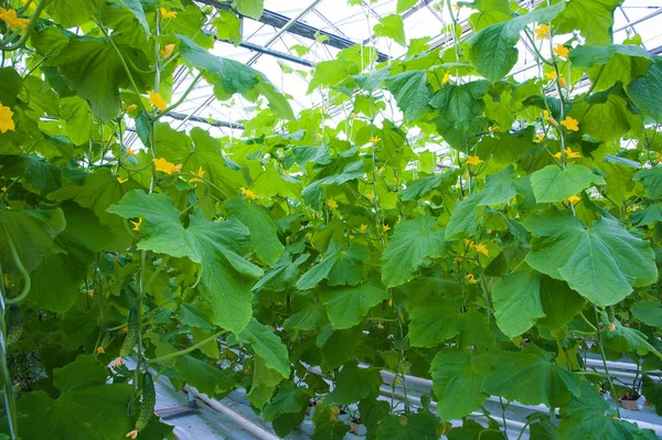 Cucumbers Ripening Hanging Stalk Greenhouse — Stock Photo, Image