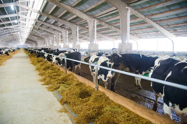 Tehenek a gazdaságban. tejelő tehenek — Stock Fotó