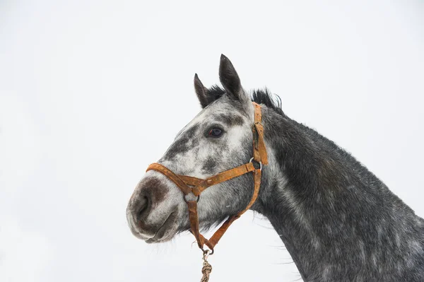 Paarden op de boerderij in de winter — Stockfoto