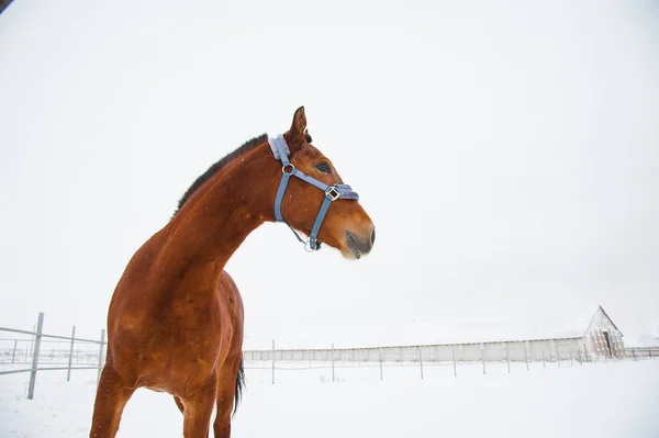 Cavalos na fazenda no inverno — Fotografia de Stock