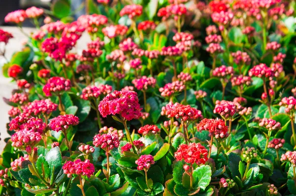 Invernadero Con Una Variedad Plantas Flores —  Fotos de Stock