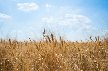 altın buğday alanı