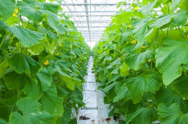 Salatalıklar serada olgunlaşır.