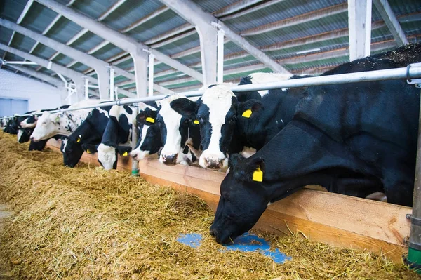 Vaches dans une ferme. Vaches laitières — Photo