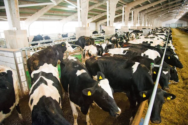 Коровы на ферме. Молочные коровы — стоковое фото