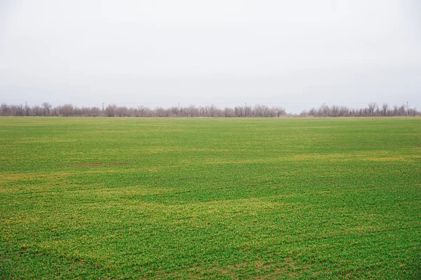 Semis de blé d'hiver — Photo