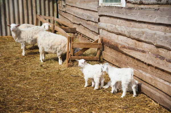 Zwierzęta na wsi w gospodarstwie — Zdjęcie stockowe