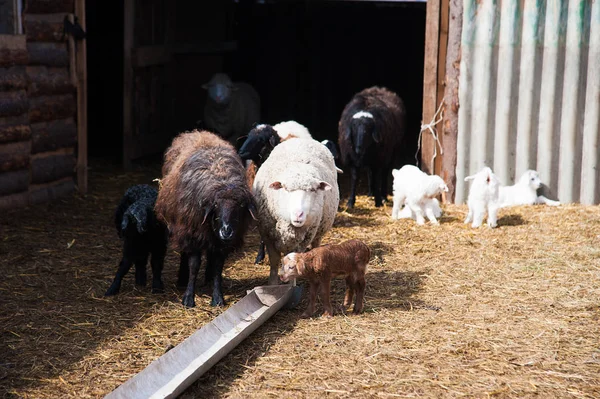 Animaux dans une ferme rurale — Photo