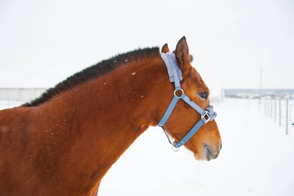 Лошади на ферме зимой — стоковое фото