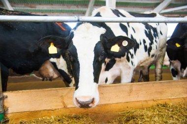 bir çiftlikte inekler. süt inekleri