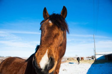 Atların kışın çiftlikte