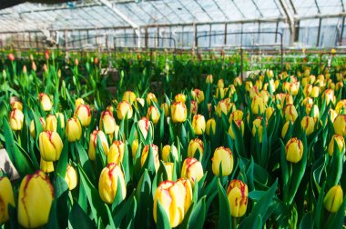 Lale alan bahar sahnesi