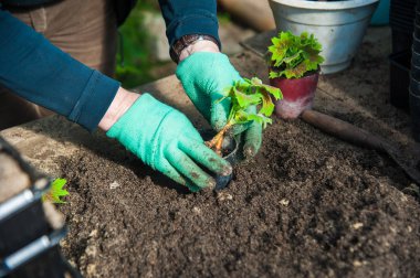 Genç fidan dikim çiftçi