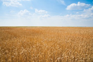 altın buğday alanı