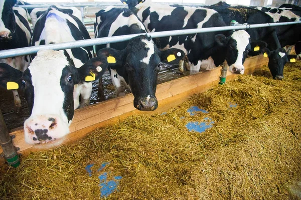 Vaches dans une ferme. Vaches laitières — Photo
