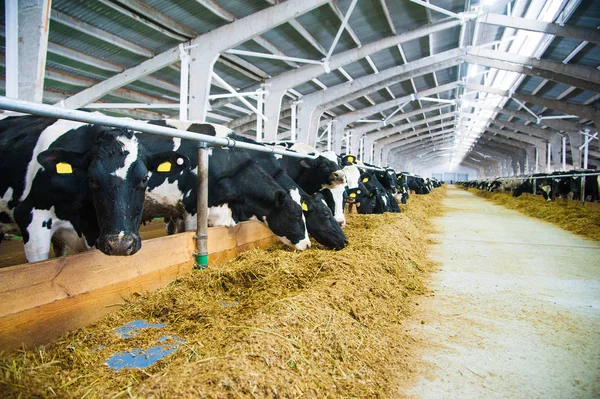 Kühe auf einem Bauernhof. Milchkühe — Stockfoto