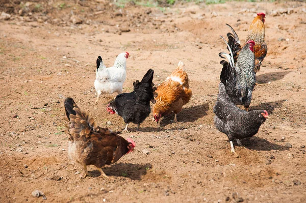 自由放养的鸡漫游在院子里 — 图库照片