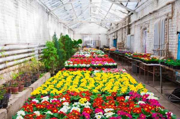 Gartengewächshaus. Agrarwirtschaft — Stockfoto