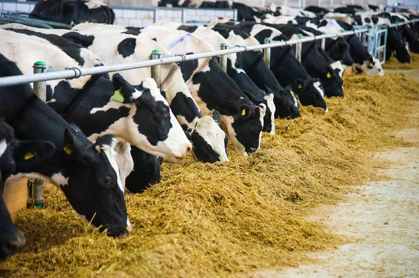 Αγελάδες σε μια φάρμα. αγελάδες γαλακτοπαραγωγής — Φωτογραφία Αρχείου