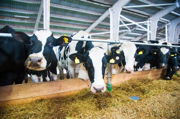 Cows in a farm. Dairy cows — Stock Photo, Image