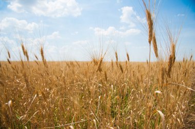 Altın buğday tarlası ve mavi gökyüzü