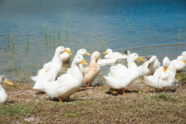 Several Domestic Ducks Pond Sunny Summer Day — Stock Photo, Image