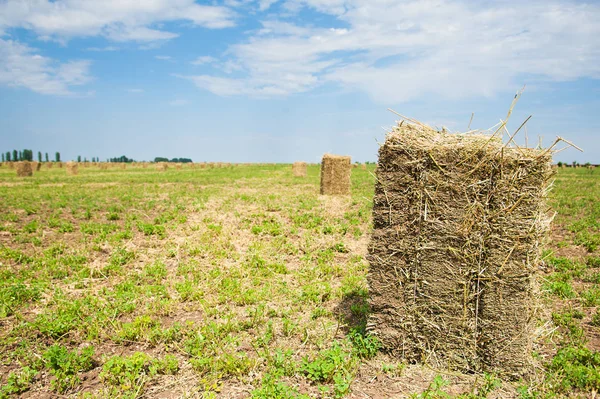 Hay Bail Harvesting Golden Field Landscape — Stock Photo, Image