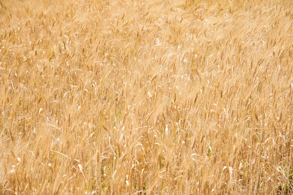 Zralé Pšeničné Pole Detail Zaměřit Popředí — Stock fotografie