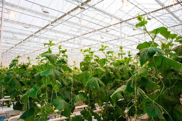 Pepinos Madurando Tallo Colgante Invernadero — Foto de Stock