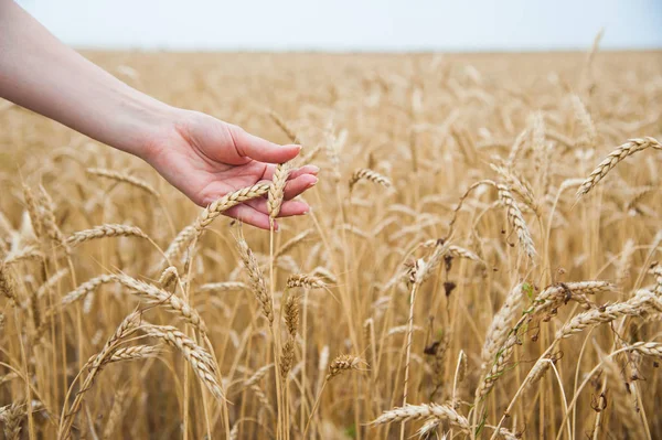 Altın buğday alan, büyük hasat zevk çiftçi dokunmadan eller