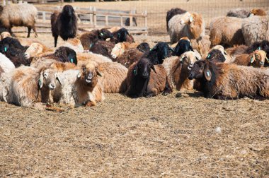 Çiftlikteki koyunlar