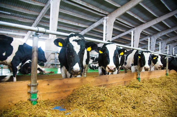 Kühe auf einem Bauernhof. Milchkühe — Stockfoto