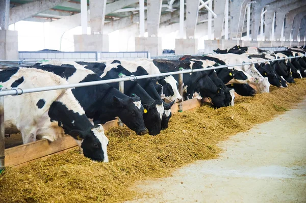 Koeien in een farm. melkkoeien — Stockfoto