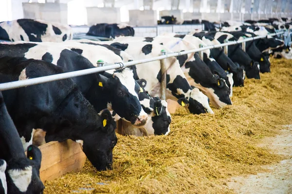 Cows in a farm. Dairy cows — Stock Photo, Image