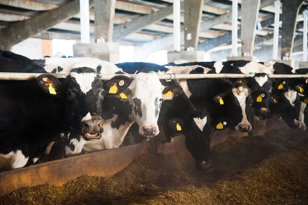 Коровы на ферме. Молочные коровы — стоковое фото