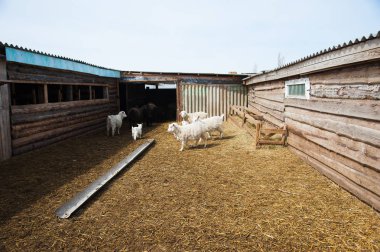 Bir kırsal çiftlik hayvanları