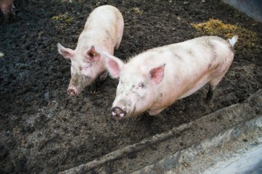 Bir çiftlikte aile içi domuz